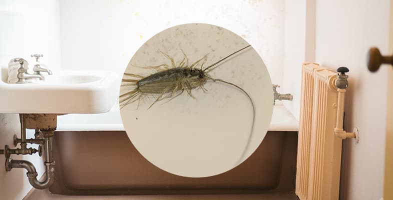 Silberfische und Schimmelpilze